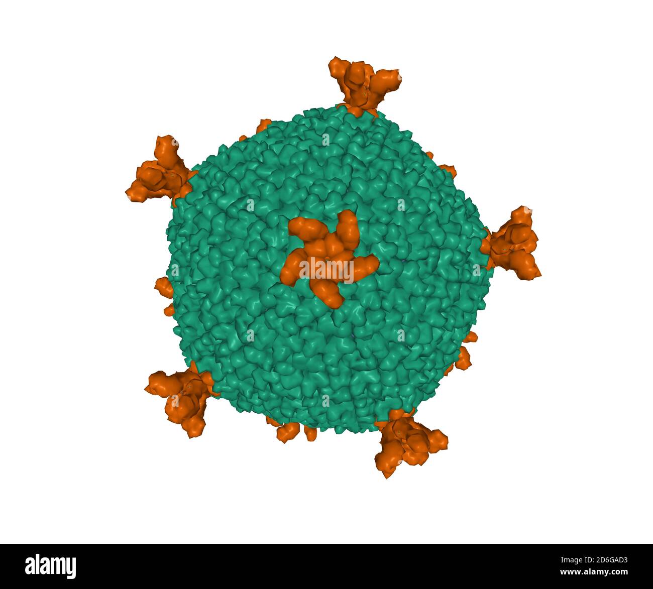 Structure of the entire lipid-containing bacteriophage PM2, 3D surface model isolated, white background Stock Photo