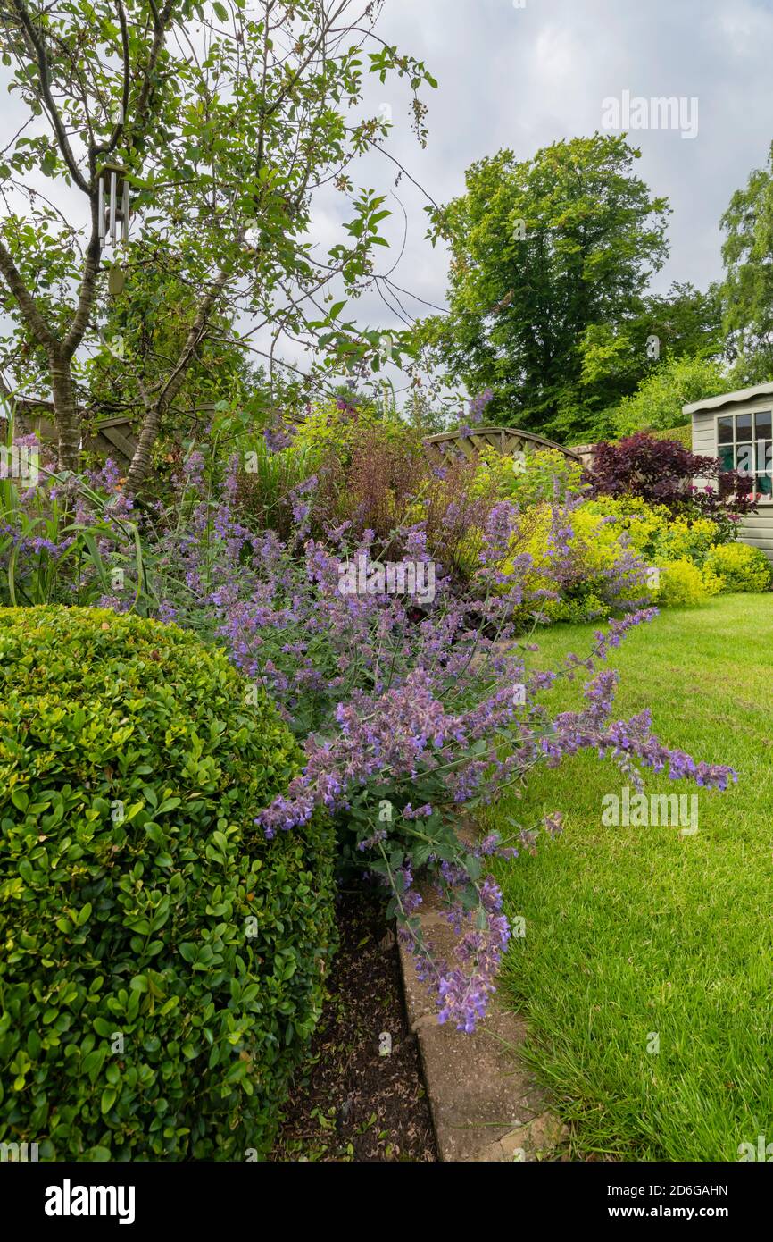 Landscaped private garden (contemporary design, summer flowers, mixed border plants & shrubs, corner summerhouse shed, lawn) - Yorkshire, England, UK Stock Photo