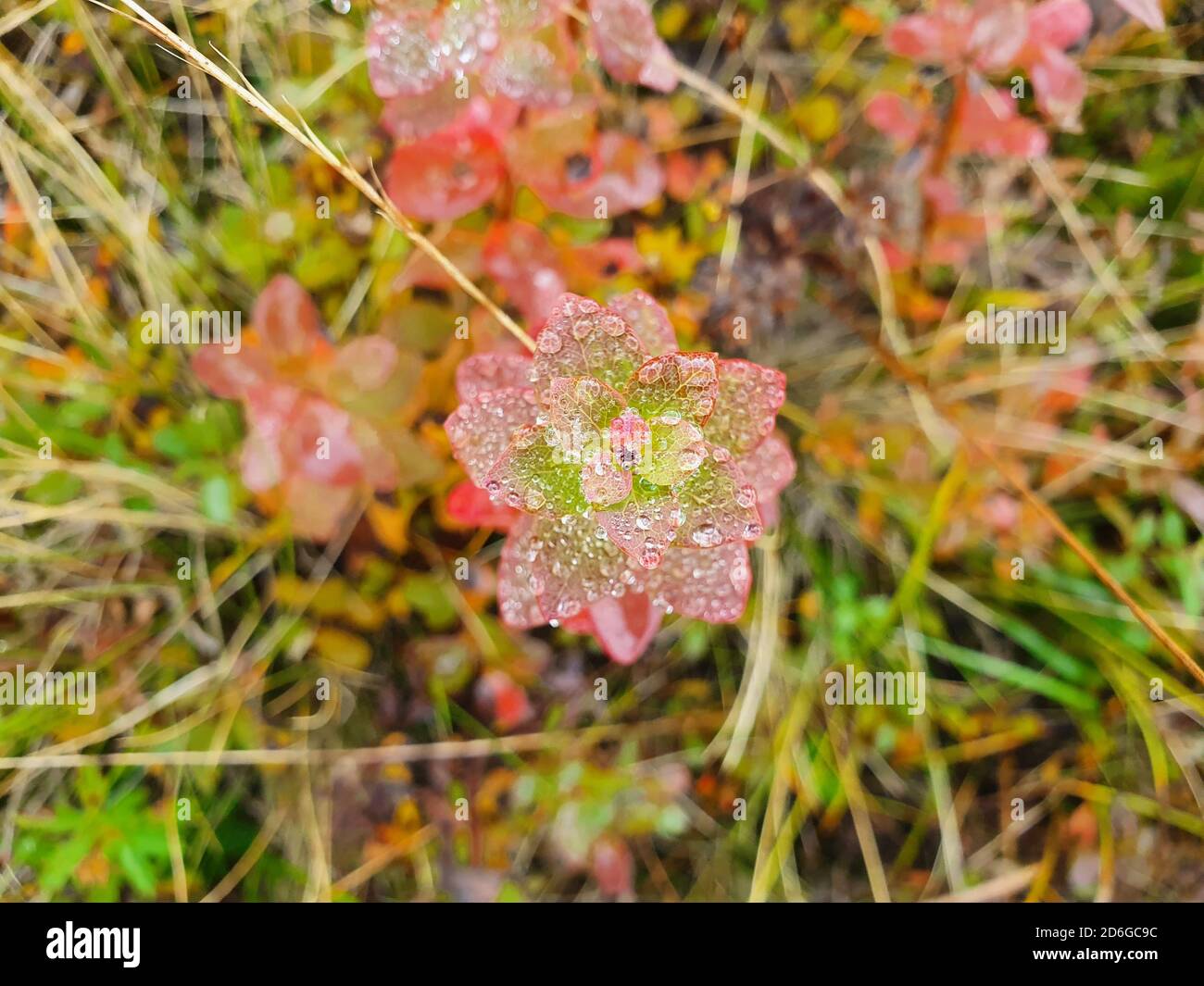 A beautiful plant in drops of morning dew. The plant of beautiful juicy shades grows in a forest glade Stock Photo