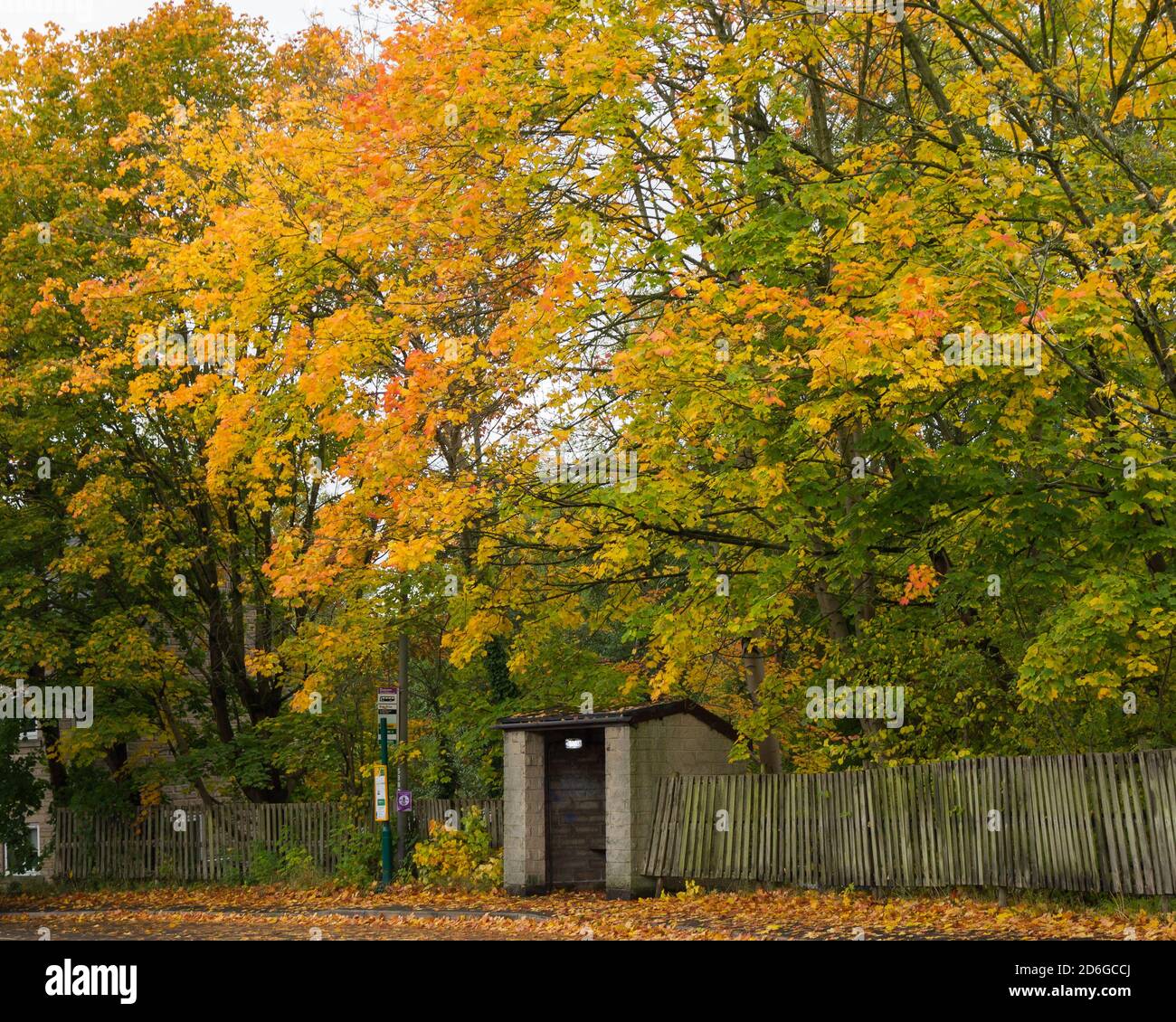 Bus Stop surrounded by autumn colour in Darley Dale, Derbyshire UK Stock Photo Alamy