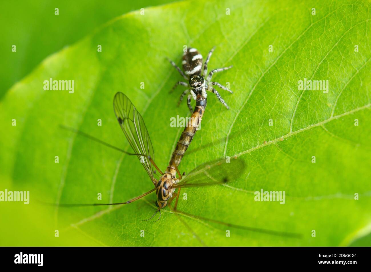 Zebra spider (Salticus scenicus) catches a Crane fly on a leaf Stock Photo