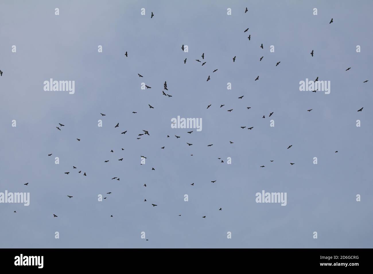 Migrating kettle of broad winged hawks hires stock photography and images Alamy