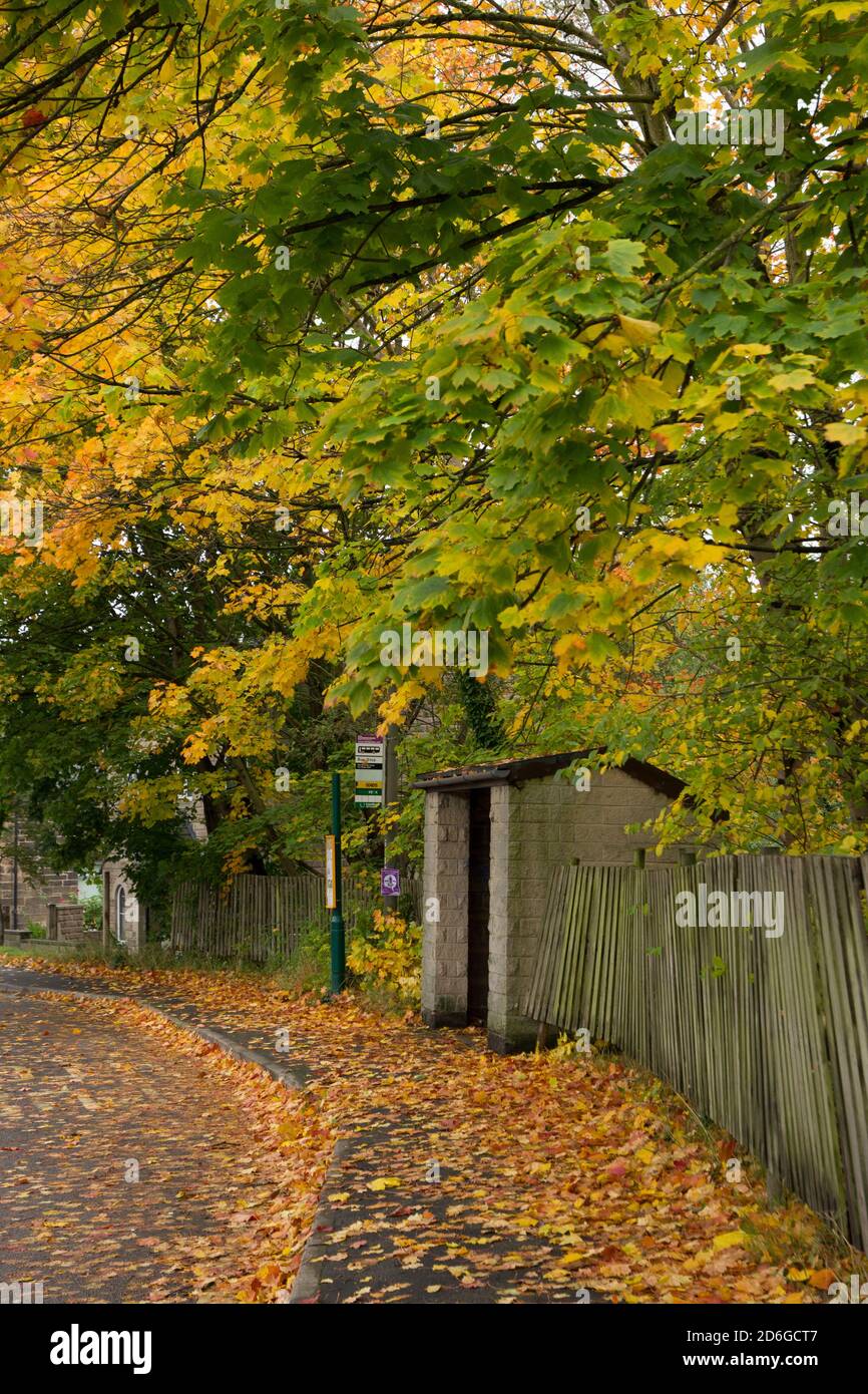 Bus Stop surrounded by autumn colour in Darley Dale, Derbyshire UK Stock Photo Alamy