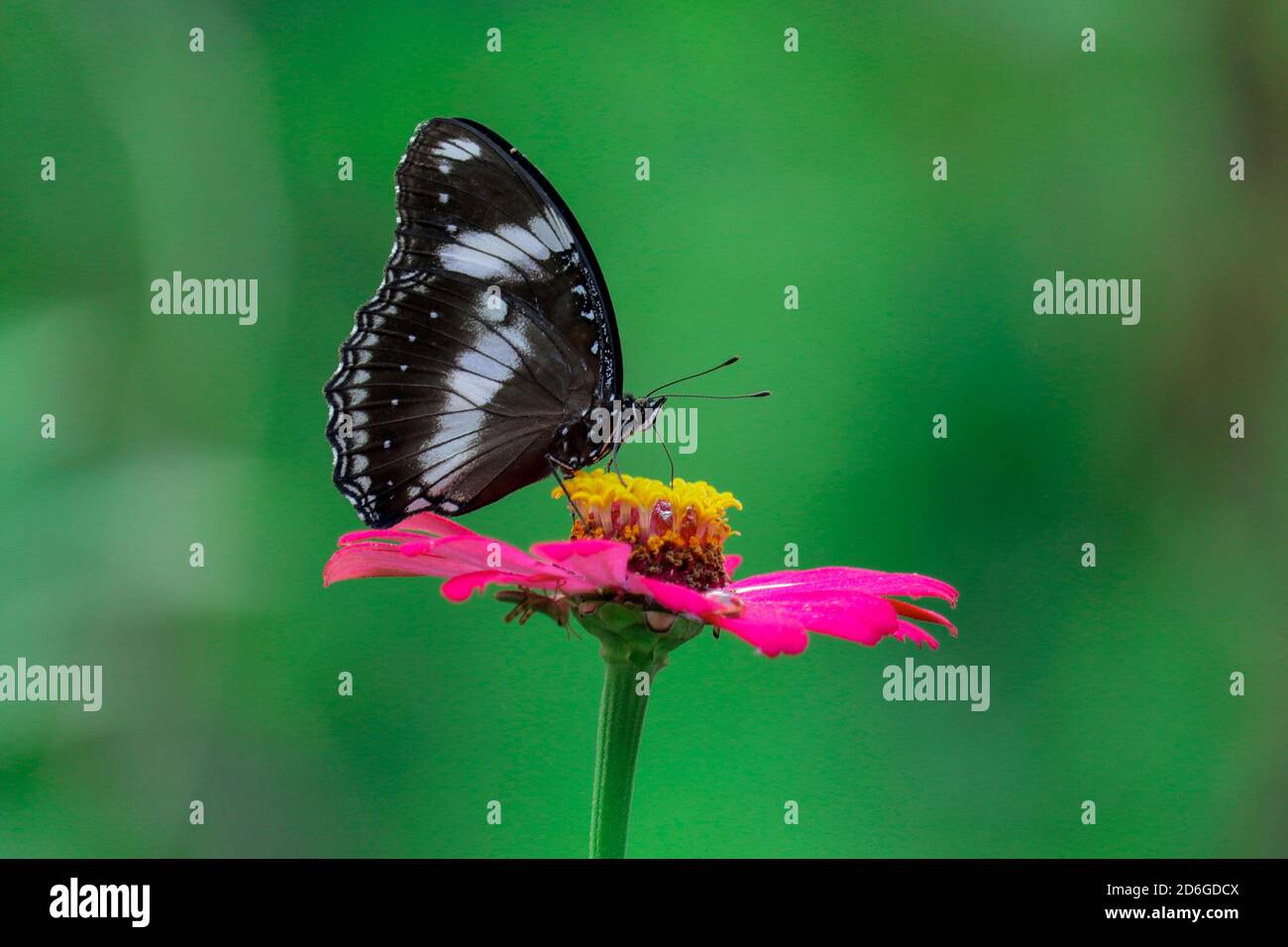 Beautiful butterflies in the garden Stock Photo