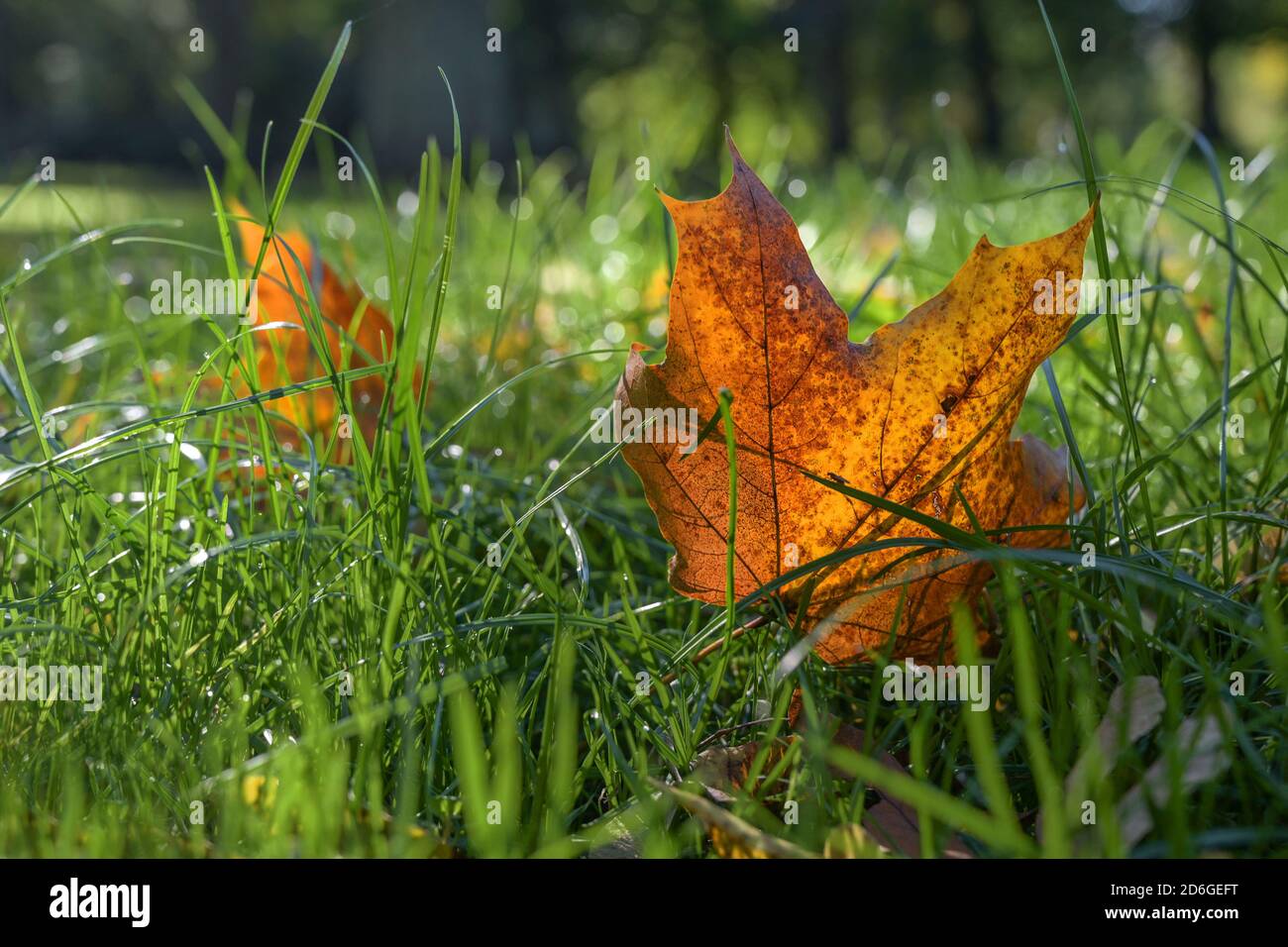 Colored autumn leaf has fallen into the green grass, seasonal nature in the garden or park, close-up shot with copy space and selected focus, narrow d Stock Photo