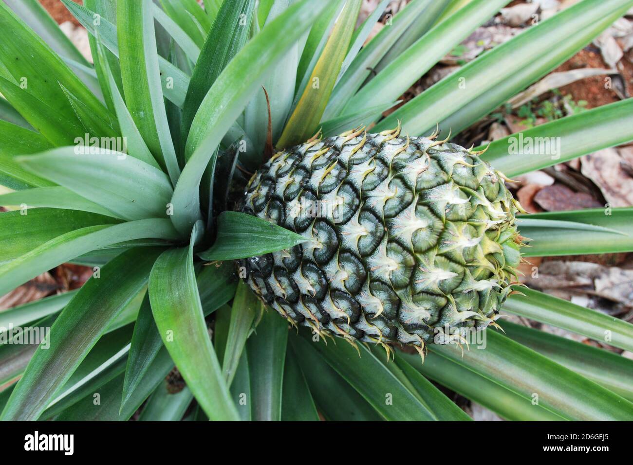 Pineapple tropical fruit growing in a plantation Stock Photo