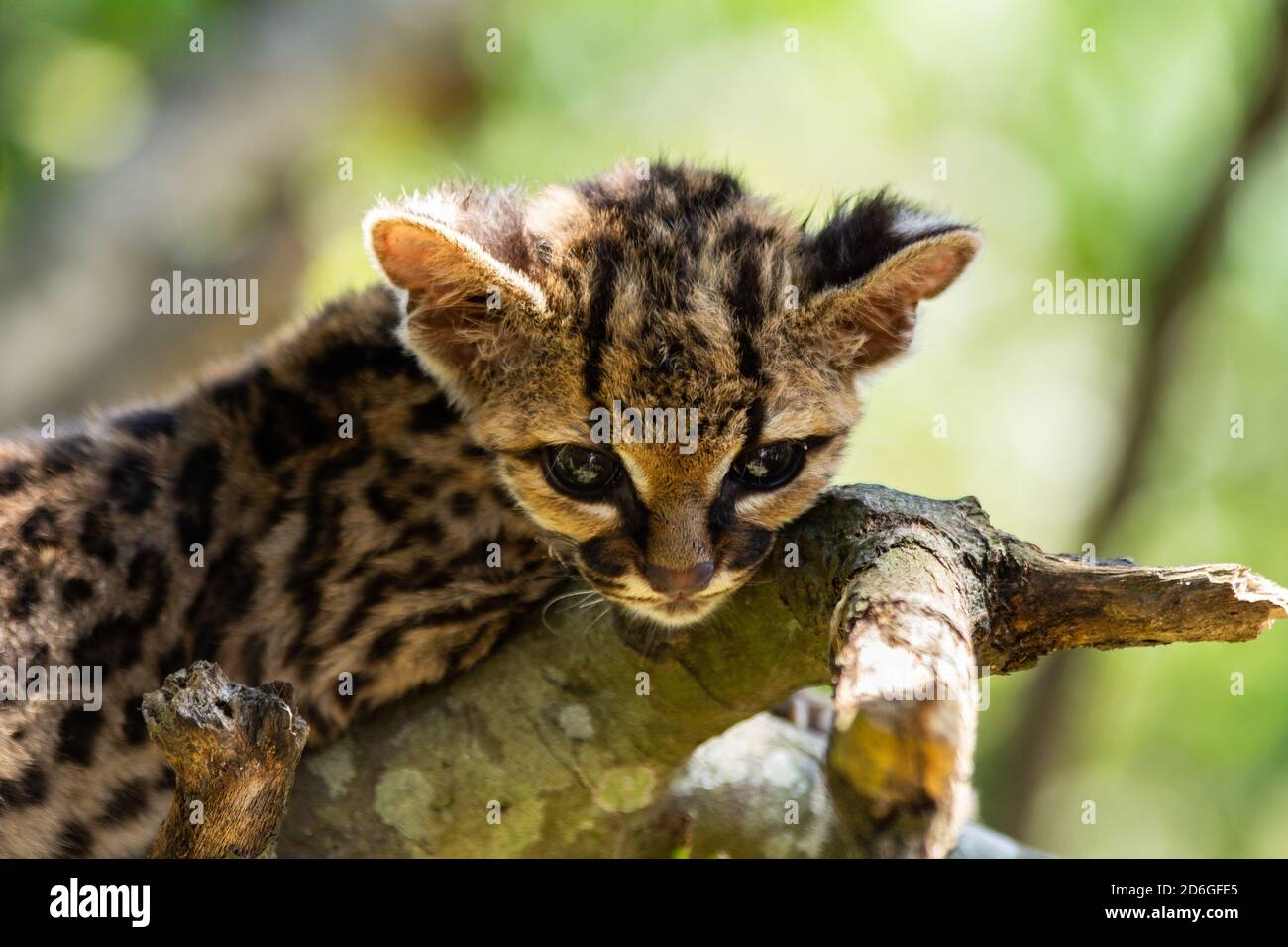 Ocelot (Leopardus pardalis) kitten sitting on a branch in a Costa Rican rain forest Stock Photo