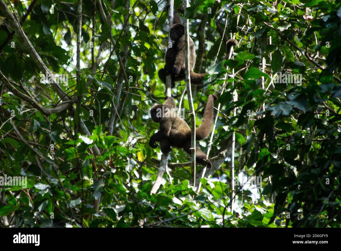 Pair of woolly monkeys, Lagothrix lagotricha, climbing a tree in Manu National Park, Peru. Woolly monkeys in large tropical rainforest tree Stock Photo