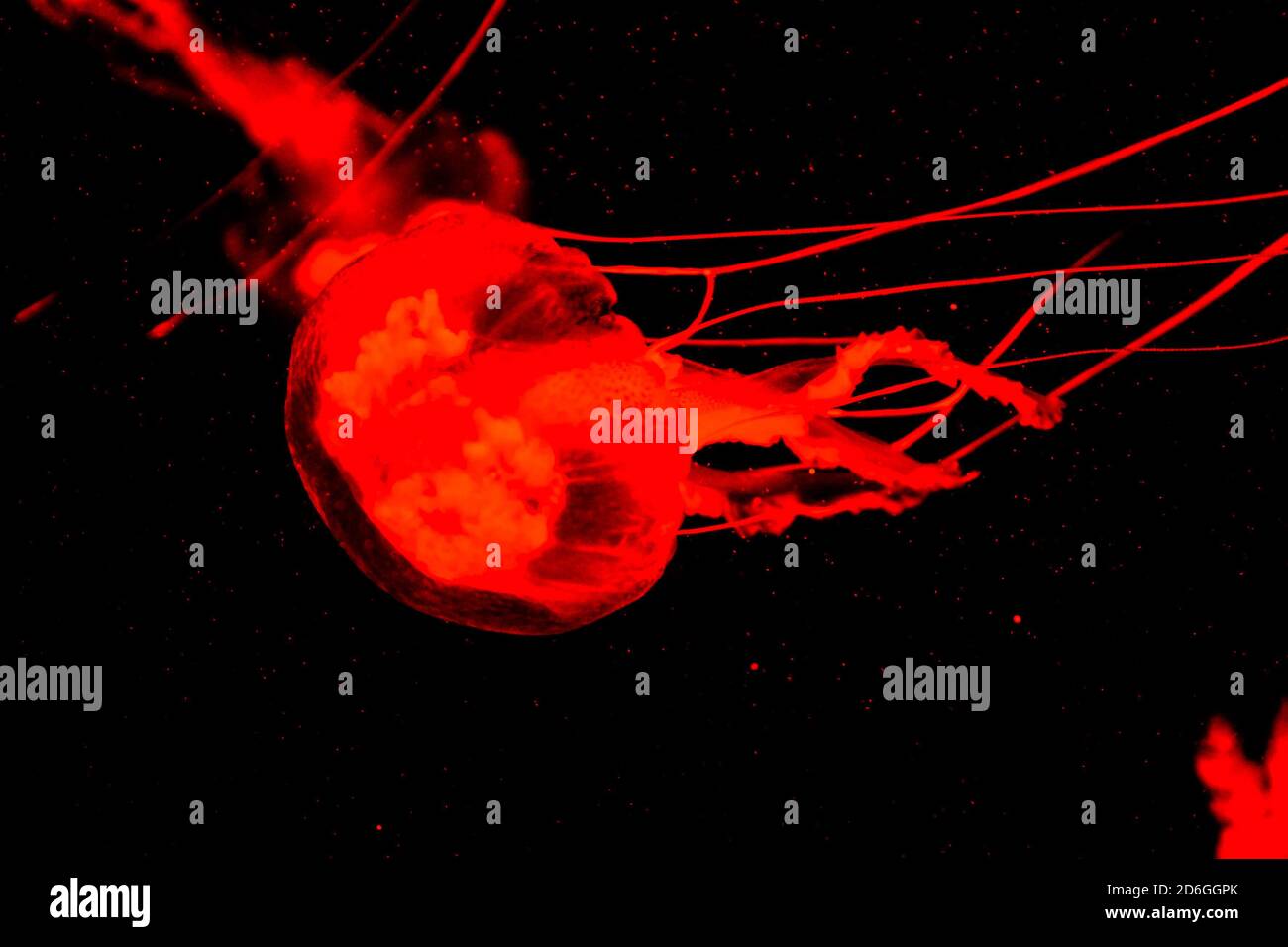 Jellyfish Dangerous Poisonous Medusa Stock Photo Alamy