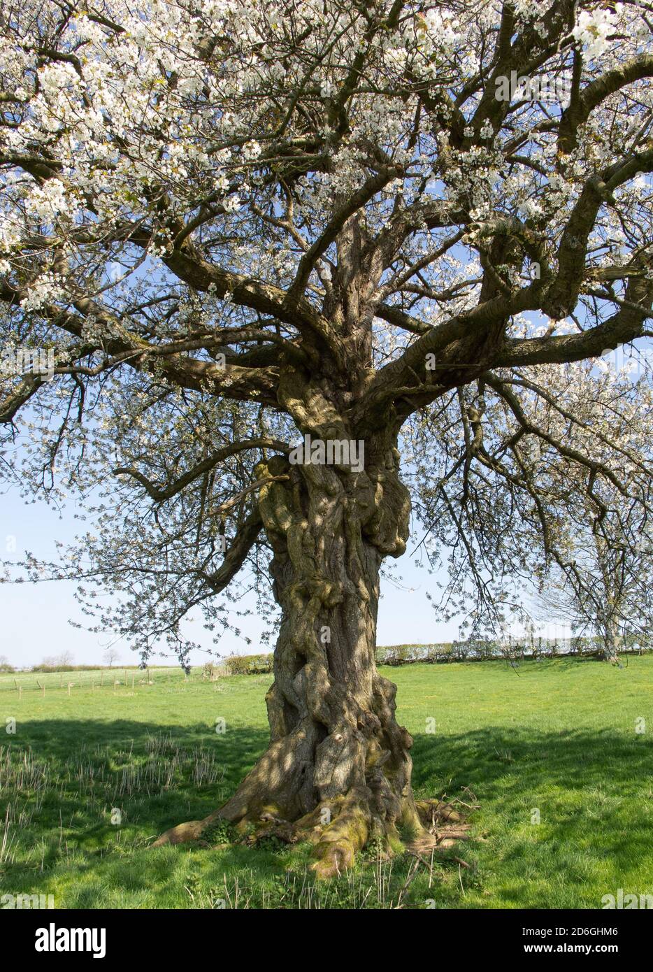 Eden cherry tree in full blossom Stock Photo