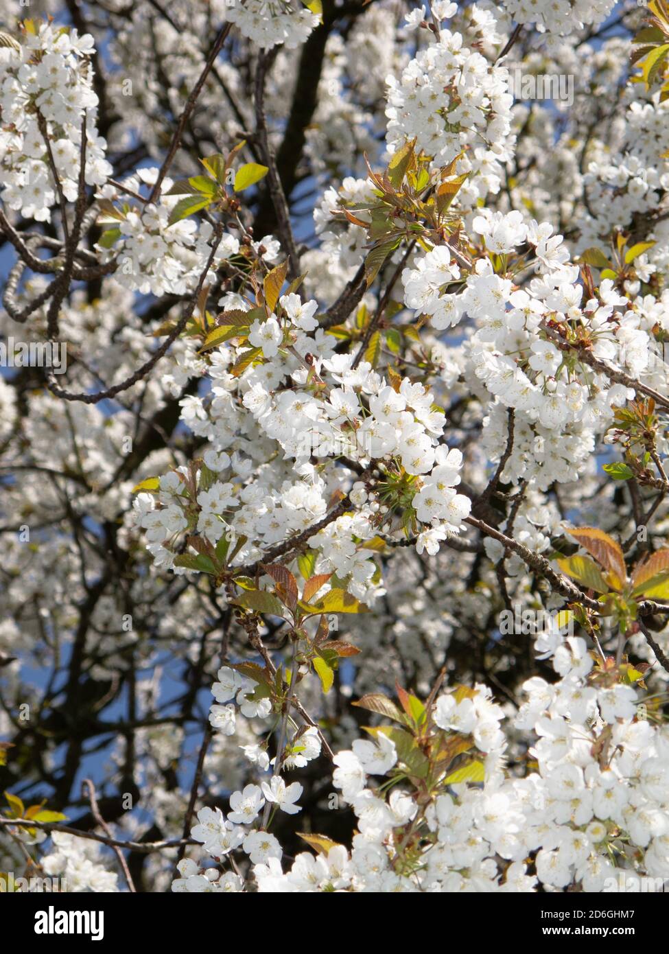 Eden cherry tree in full blossom Stock Photo