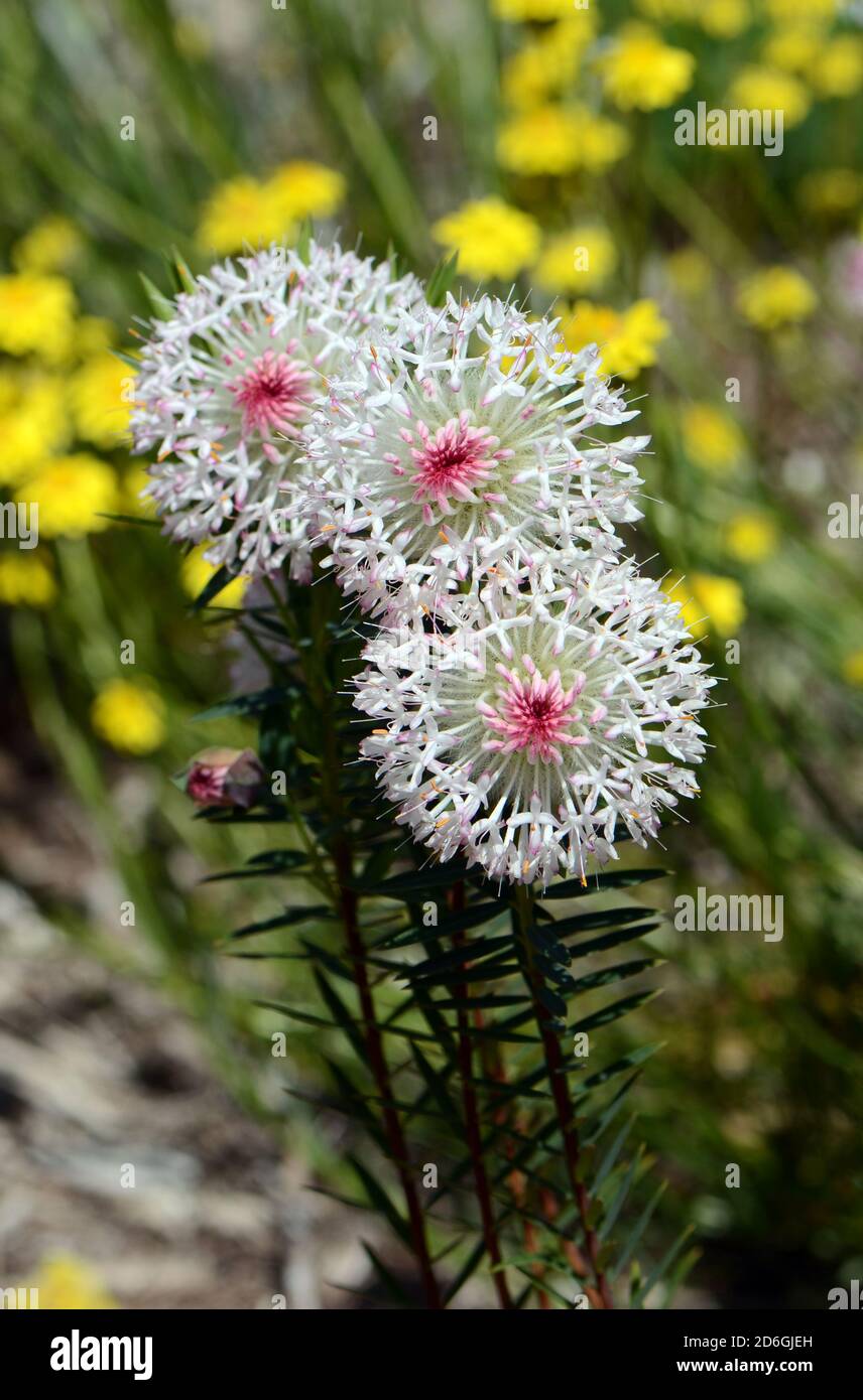 Large white and pink inflorescence of Pimelea spectabilis flowers, family Thymelaeaceae. Endemic to sandy soils of Jarrah forest, southwest Western Au Stock Photo