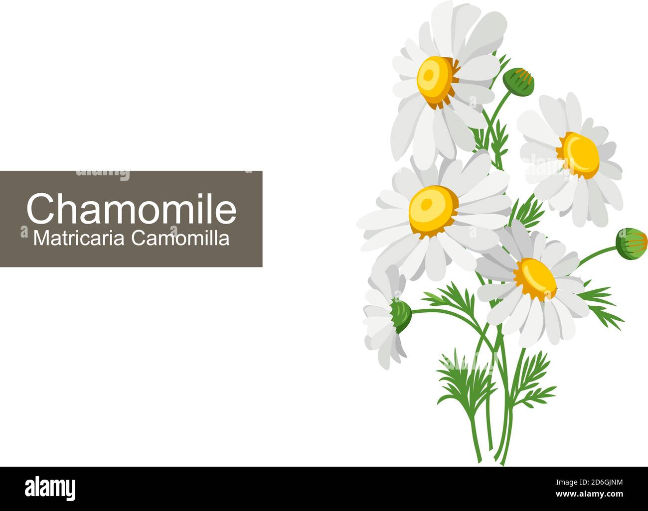 Chamomile on white background. Matricaria Chamomilla Vector illustration. Stock Vector