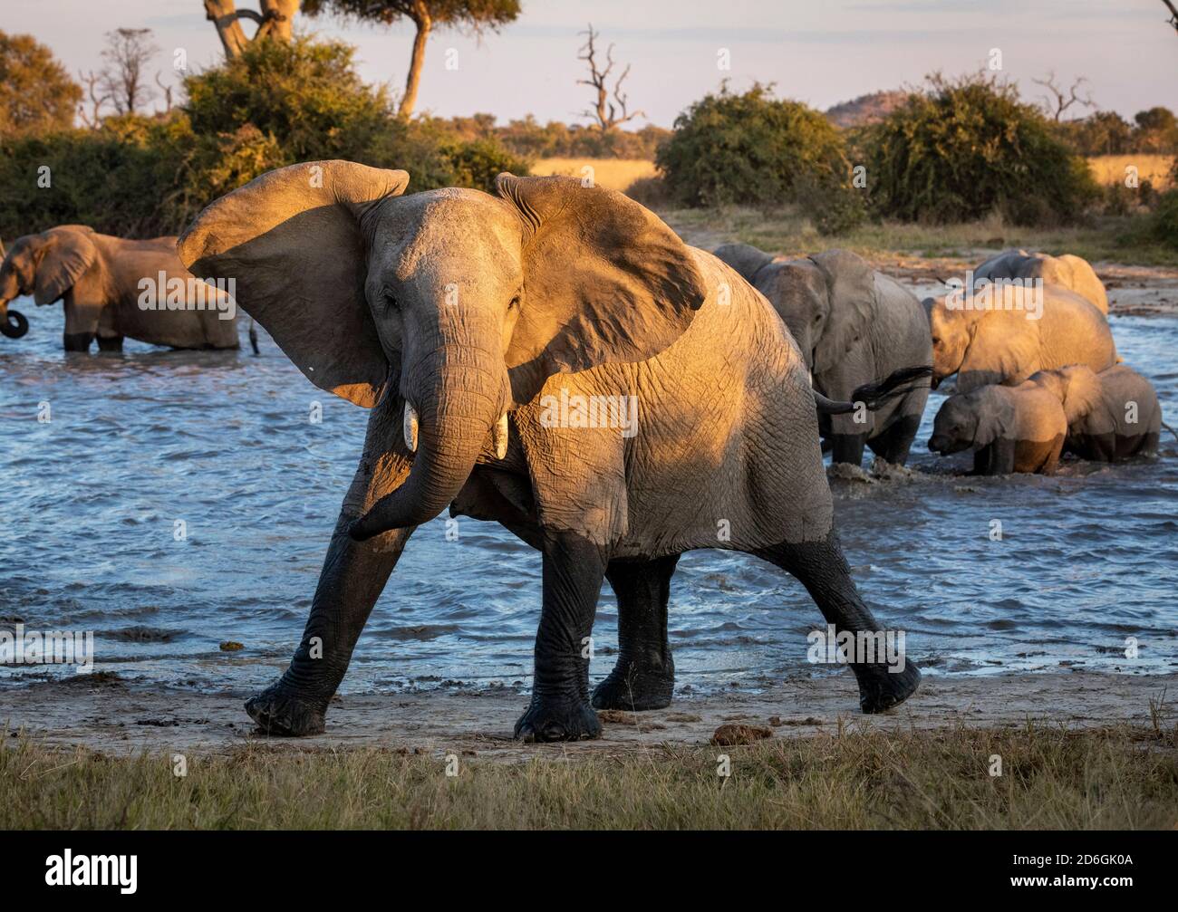 Elephant herd in water with a female mock charging in late afternoon sunlight in Savuti in Botswana Stock Photo