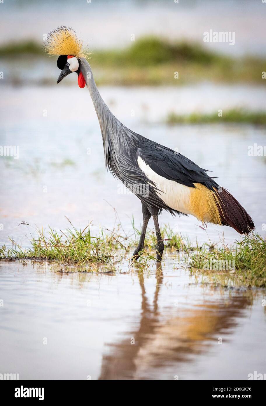 Portrait of an adult grey crowned crane standing in shallow water looking for food in Amboseli National Park in Kenya Stock Photo