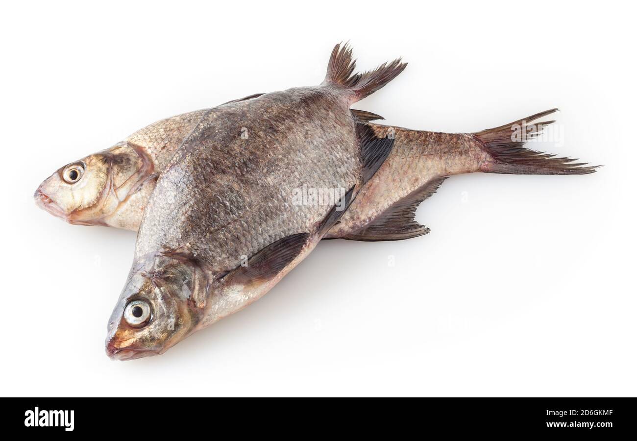 Common river breams isolated on white background. Freshwater fish Stock ...