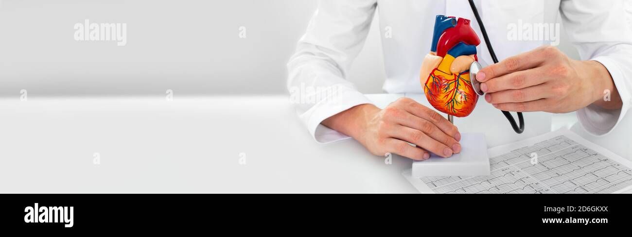 Cardiologist wearing a medical coat with a stethoscope touching a heart anatomical model. Concept of heart diseases and medical treatment Stock Photo