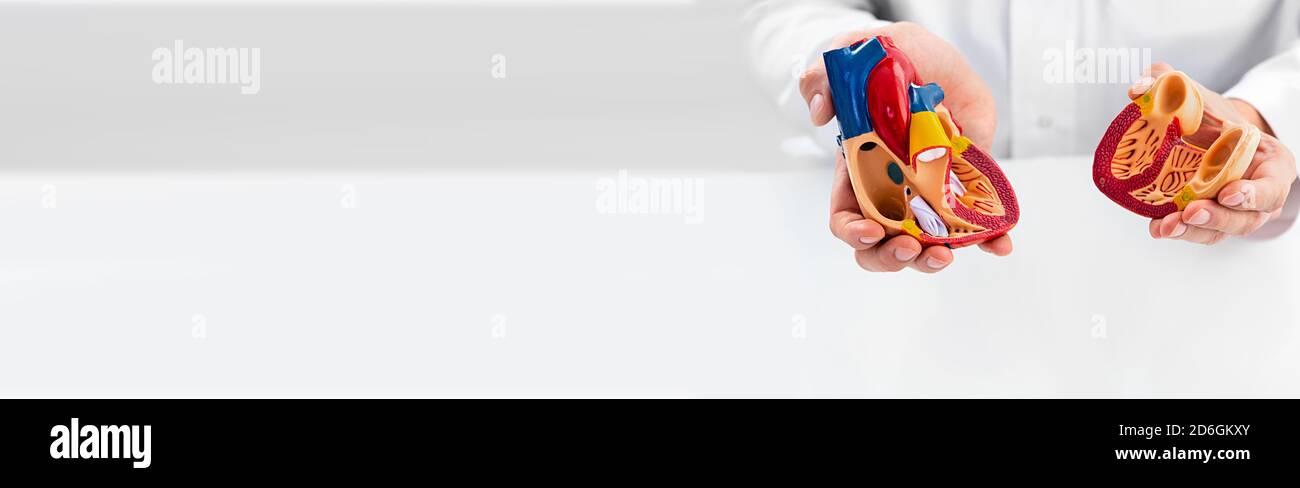 Cardiologist wearing a medical coat showing a heart anatomical model and heart physiology. Web banner of occupation cardiologist, international cardio Stock Photo