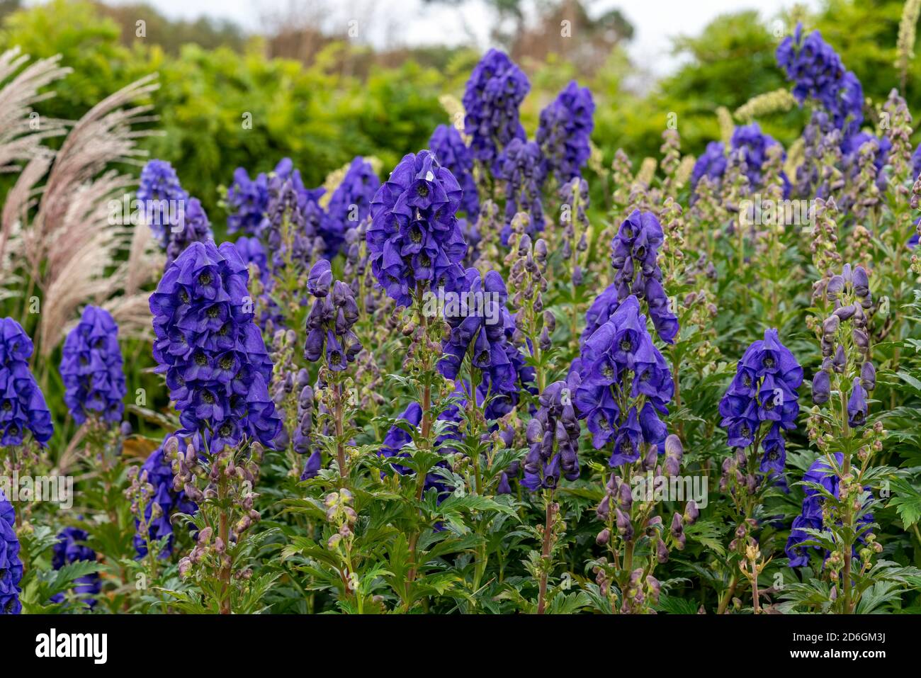 Aconitum carmichaelii a summer autumn blue purple flower which is a fall herbaceous perennial plant commonly known as wolfsbane or Chinese aconite sto Stock Photo