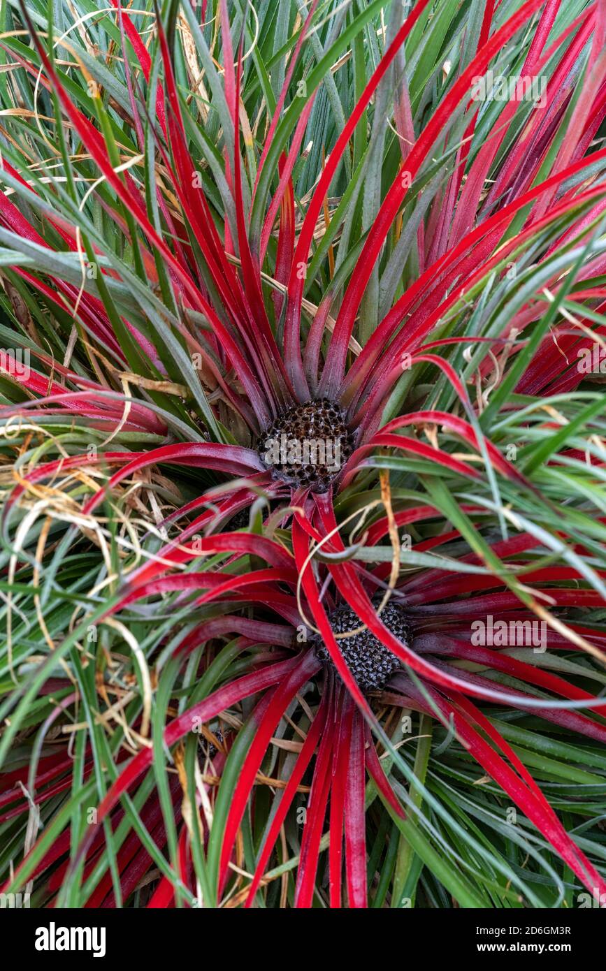 Fascicularia bicolor a summer red and green flower which is an herbaceous evergreen perennial plant commonly known as crimson bromeliad stock photo im Stock Photo