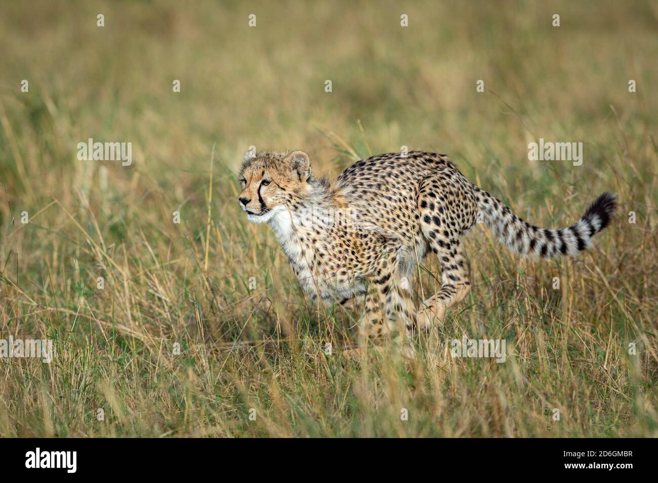 Young cheetah cub running at speed in green plains of Masai Mara in Kenya Stock Photo