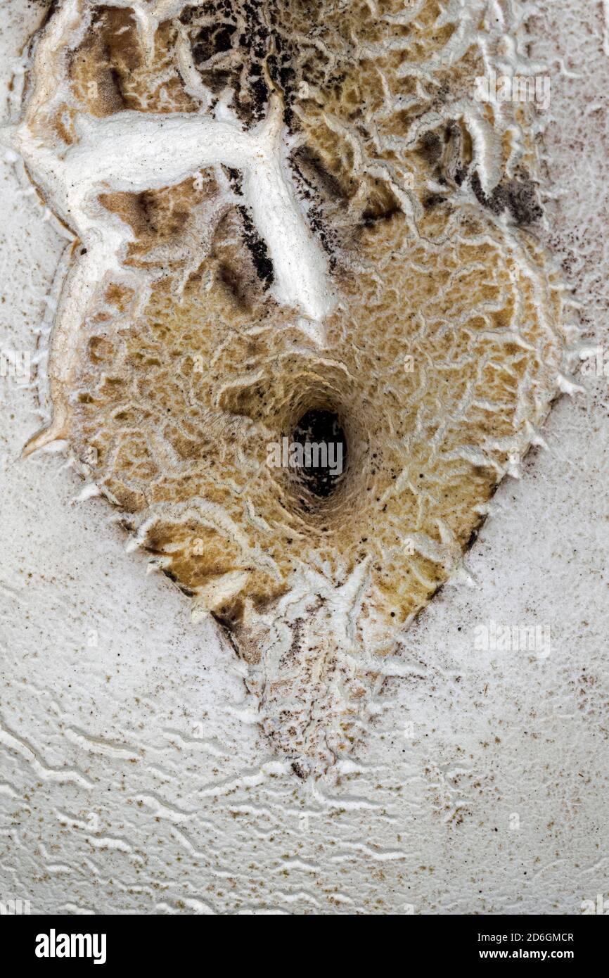 Heart shaped mark on surface of Giant Puffball (Calvatia gigantea), Cambridgeshire, England Stock Photo