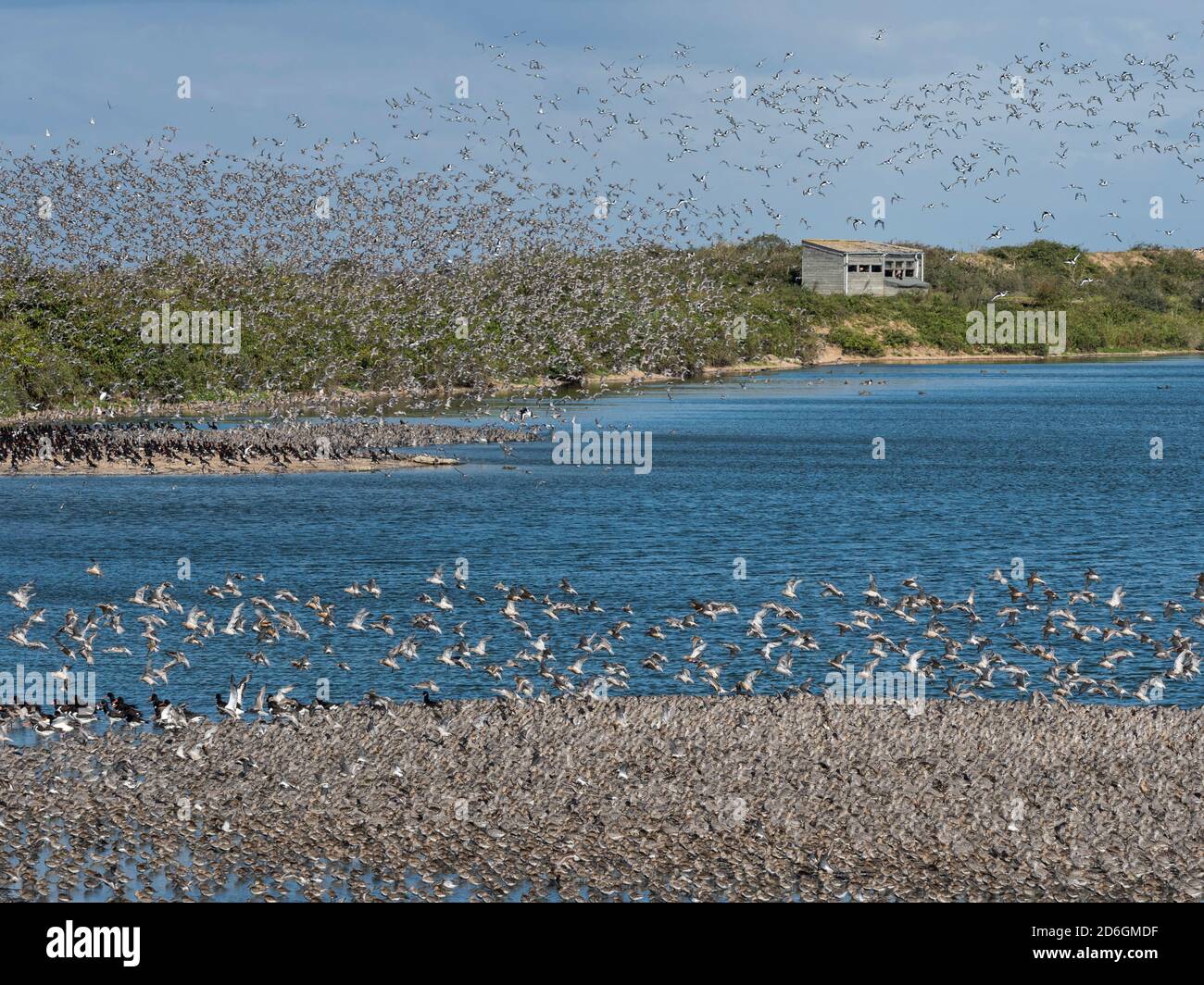 Large flock of roosting Red Knot (Calidris canutus), with hide in background, Snettisham, Norfolk, England Stock Photo