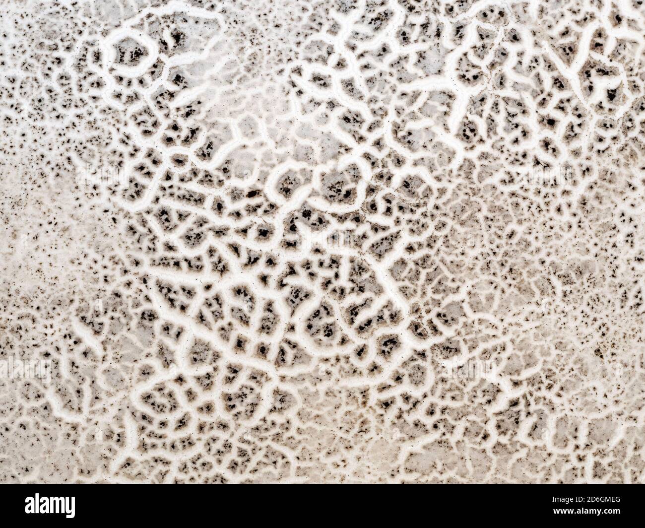 Surface of Giant Puffball (Calvatia gigantea), Cambridgeshire, England Stock Photo