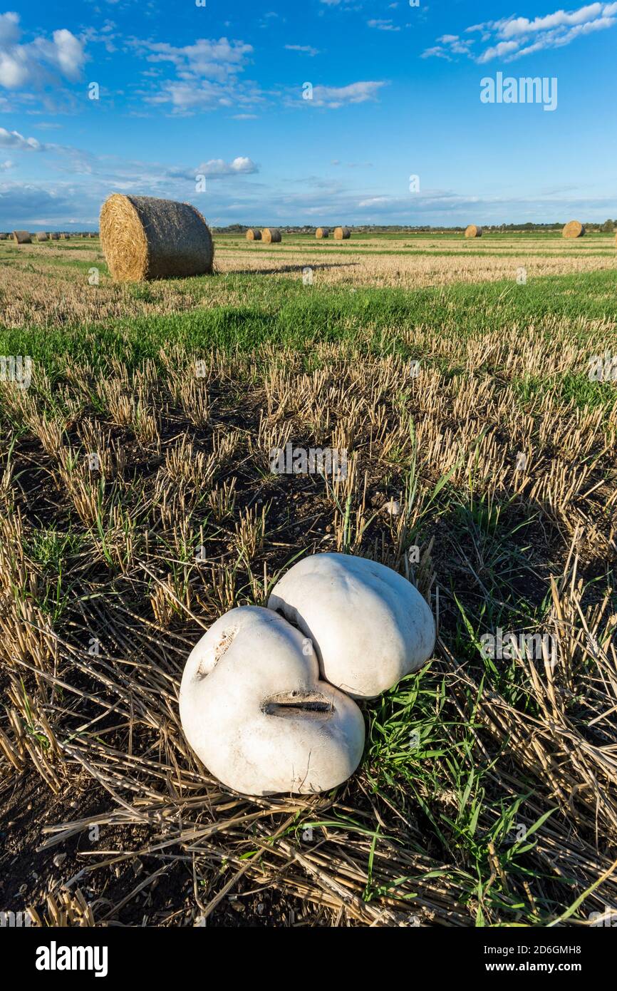 Giant Puffball (Calvatia gigantea) growing in stubble field, Cambridgeshire, England Stock Photo