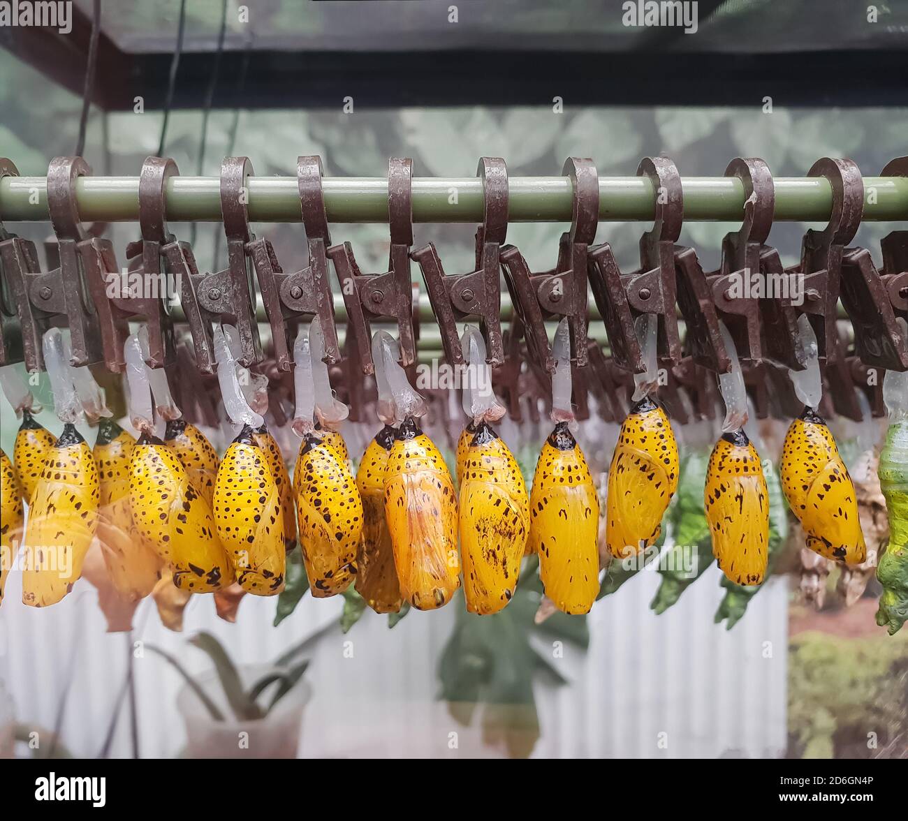 Butterfly dolls. Bright yellow cocoons of butterflies hang on clothespins in anticipation of hatching. Artificial breeding Stock Photo