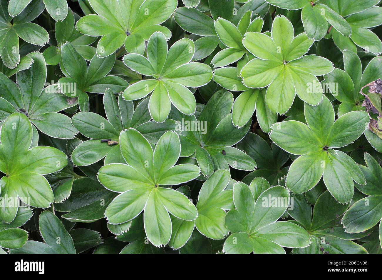 Closeup shot of green alpine lady's-mantle plant leaves Stock Photo