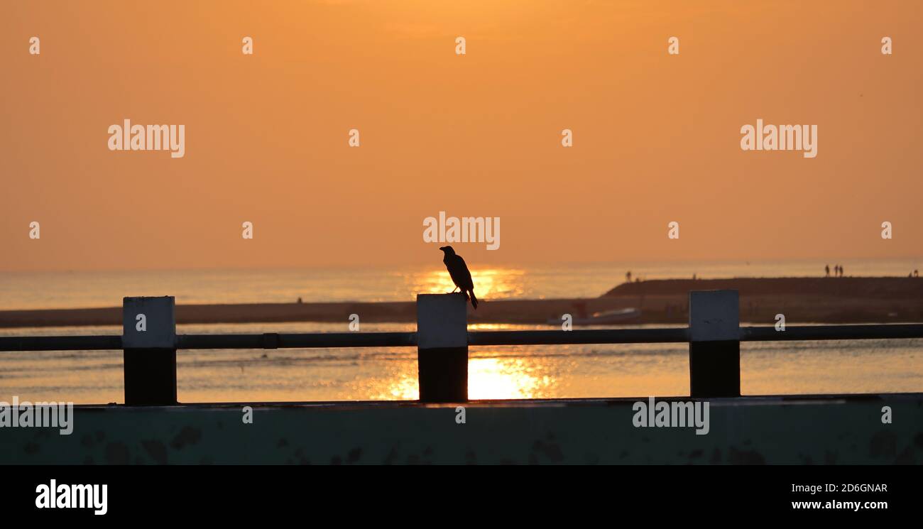 Silhouette crow bird sitting on the river bridge at sunrise, travel India Stock Photo
