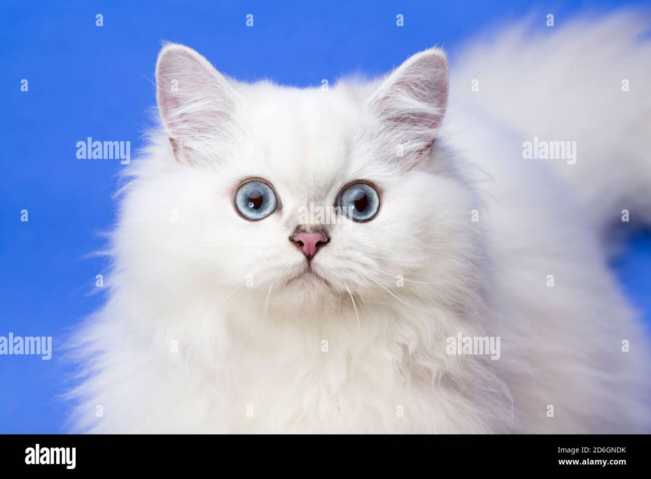 Breed Of Cat With Silky Or Semi Longhair Coat And Blue Eyes at Ronald ...