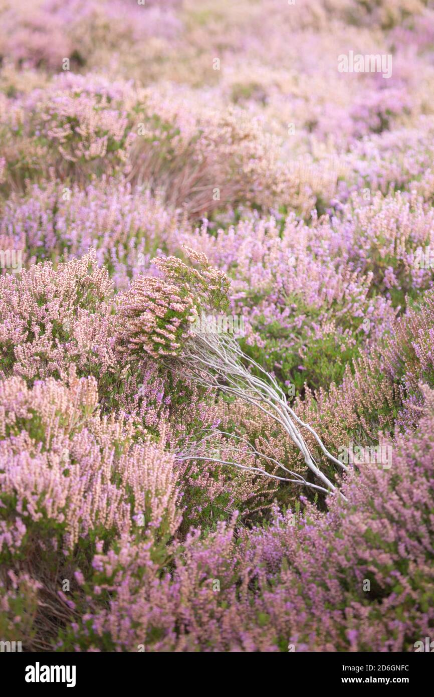 Purple flowering heather on the moors of Northumberland National Park ...