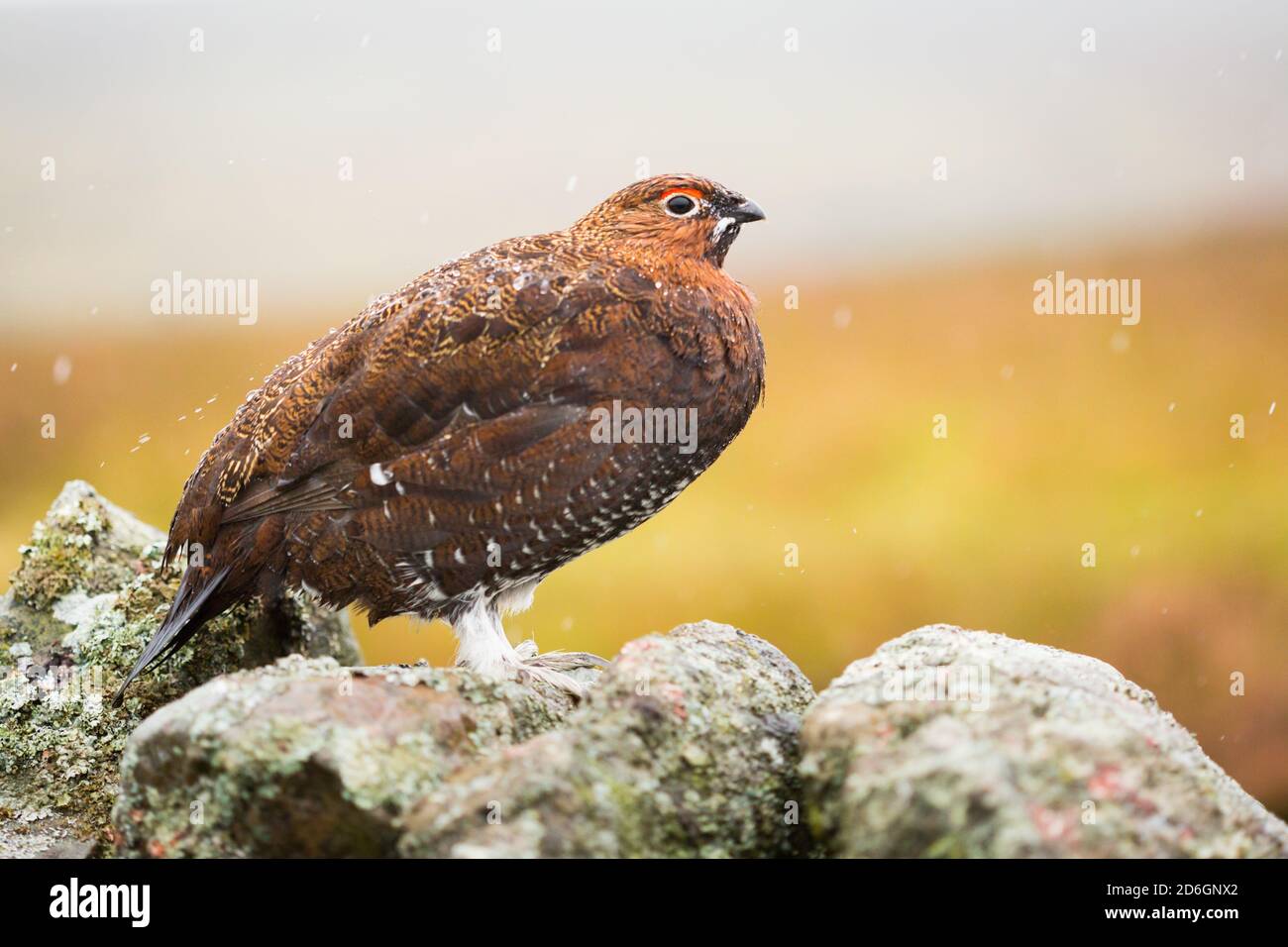 Male Red Grouse, Lagopus lagopus scotica, in the rain in early Autumn on The Pennine Way in Northern England, with rain drops on it's feathers Stock Photo
