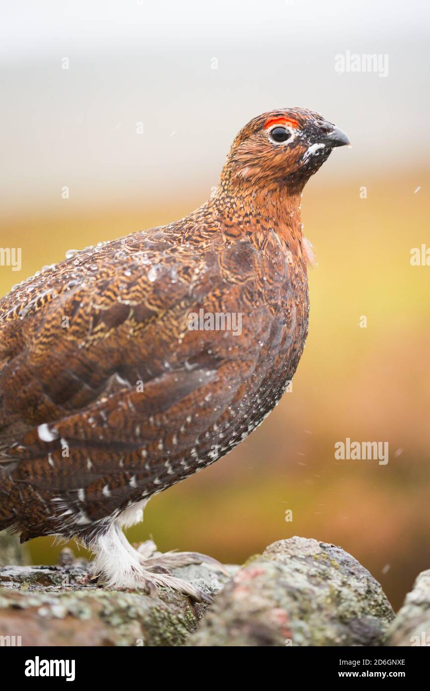 Male Red Grouse, Lagopus lagopus scotica, in the rain in early Autumn on The Pennine Way in Northern England, with rain drops on it's feathers Stock Photo