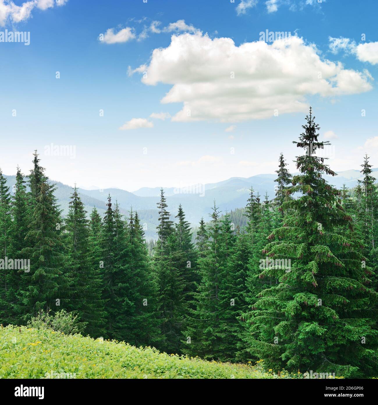 Trees hillside pine sky hi-res stock photography and images - Alamy