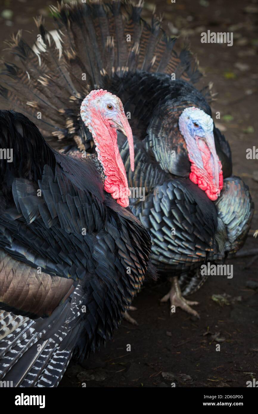 Close up photograph of a pair of turkeys Stock Photo - Alamy