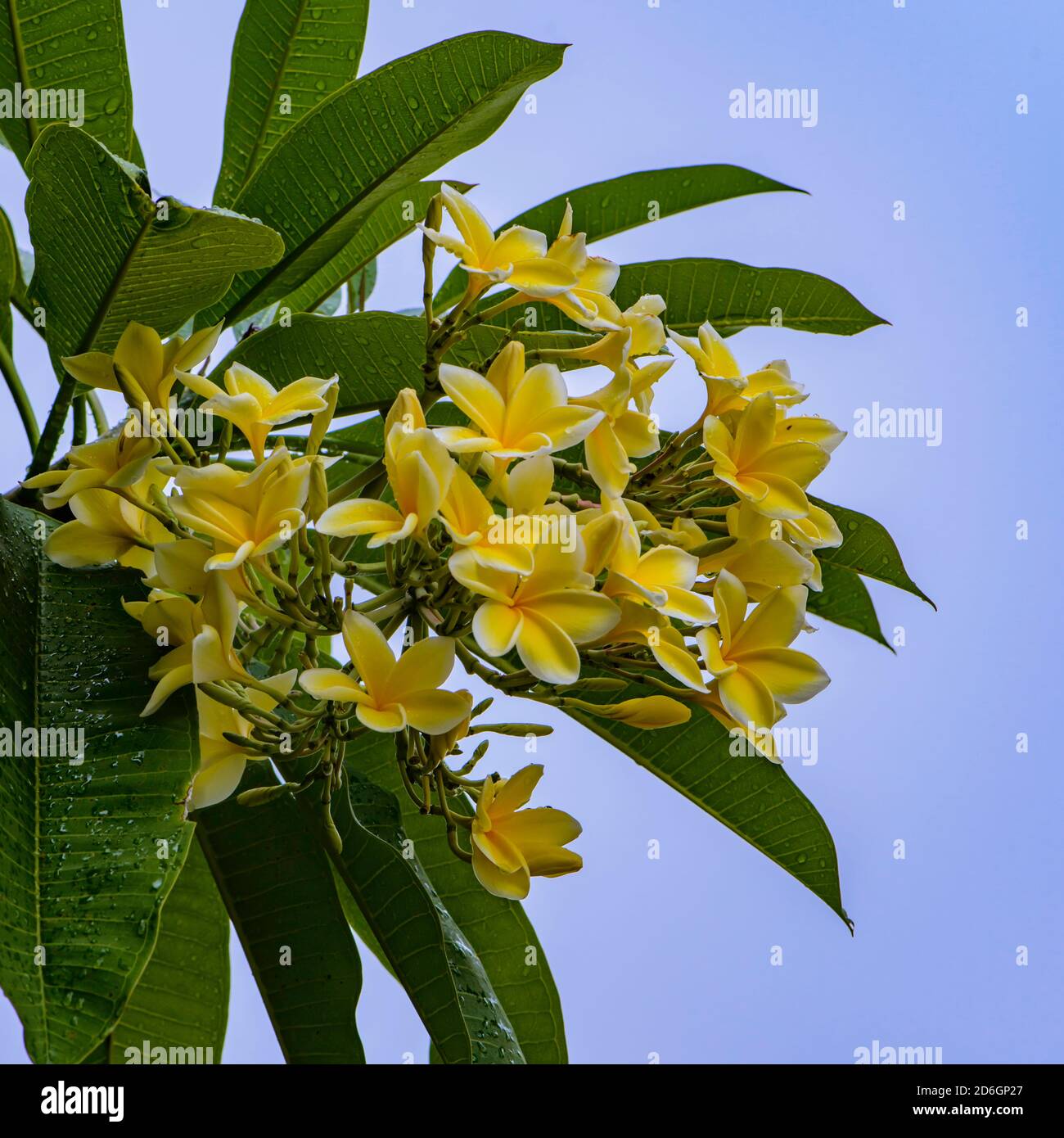 Yellow flowers thailand hi-res stock photography and images - Alamy