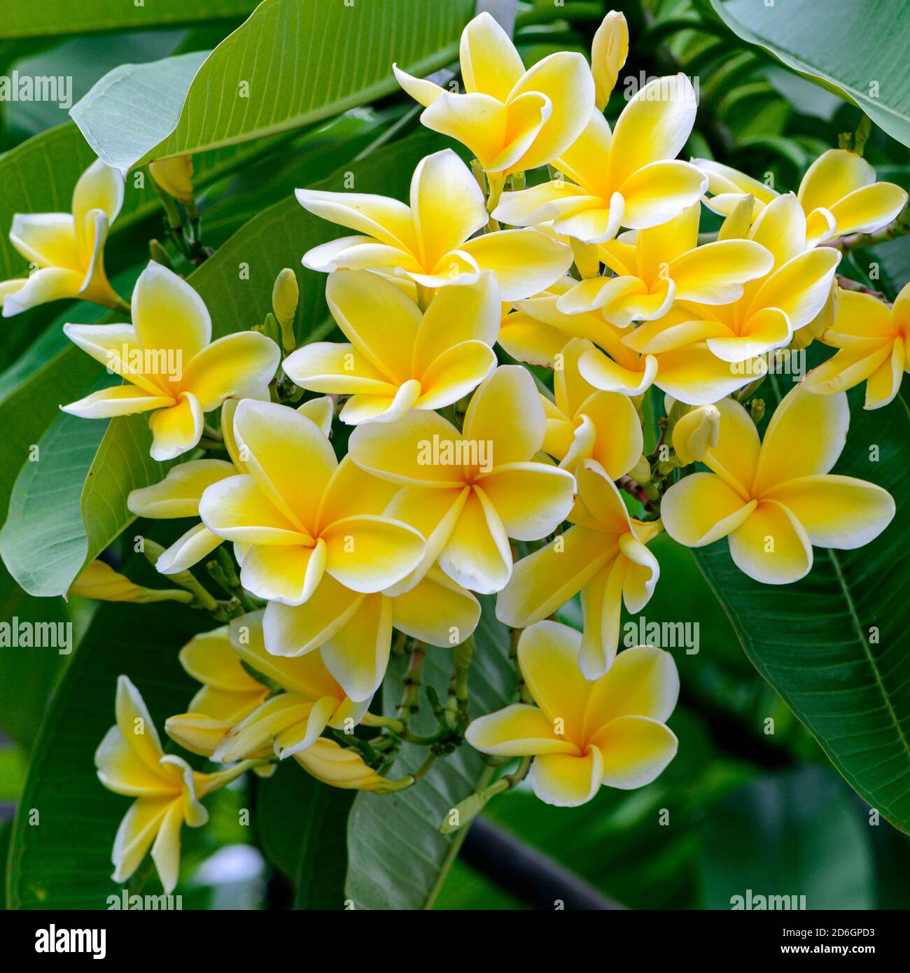Yellow flowers thailand hi-res stock photography and images - Alamy