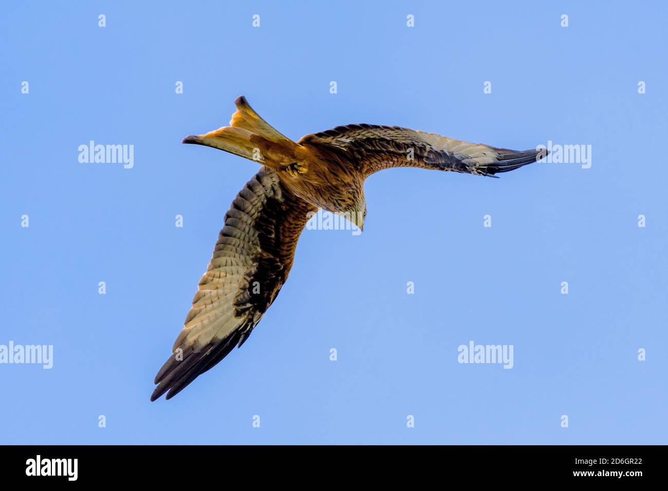 Red Kite Milvus milvus in flight Stock Photo