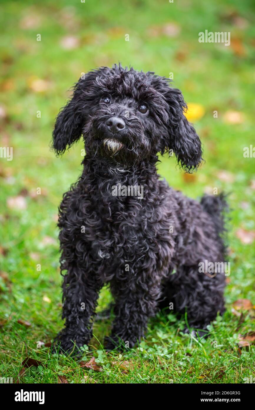 Black poodle mix puppy, sitting Stock Photo - Alamy