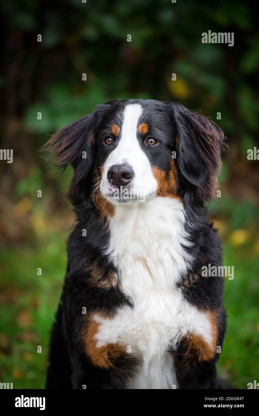 Bernese Mountain Dog puppy, head portrait Stock Photo