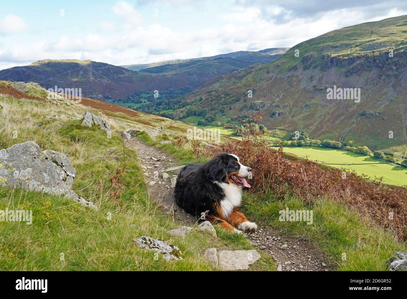 Bernese Mountain Dog resting on the path in the mountains, Lake District Stock Photo