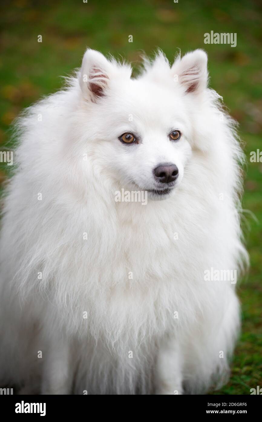 Japanese Spitz, head portrait Stock Photo