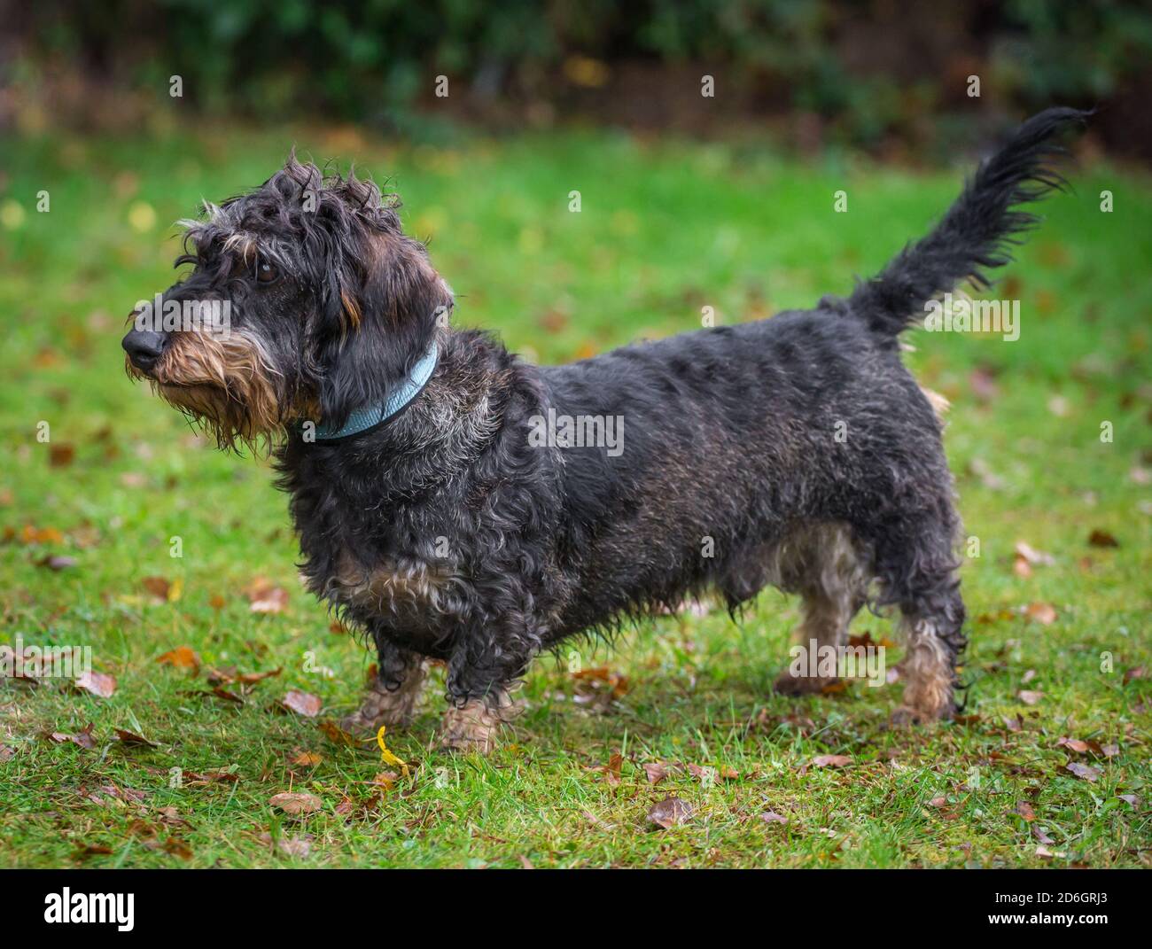 Wire-haired Dachshund dog, standing Stock Photo