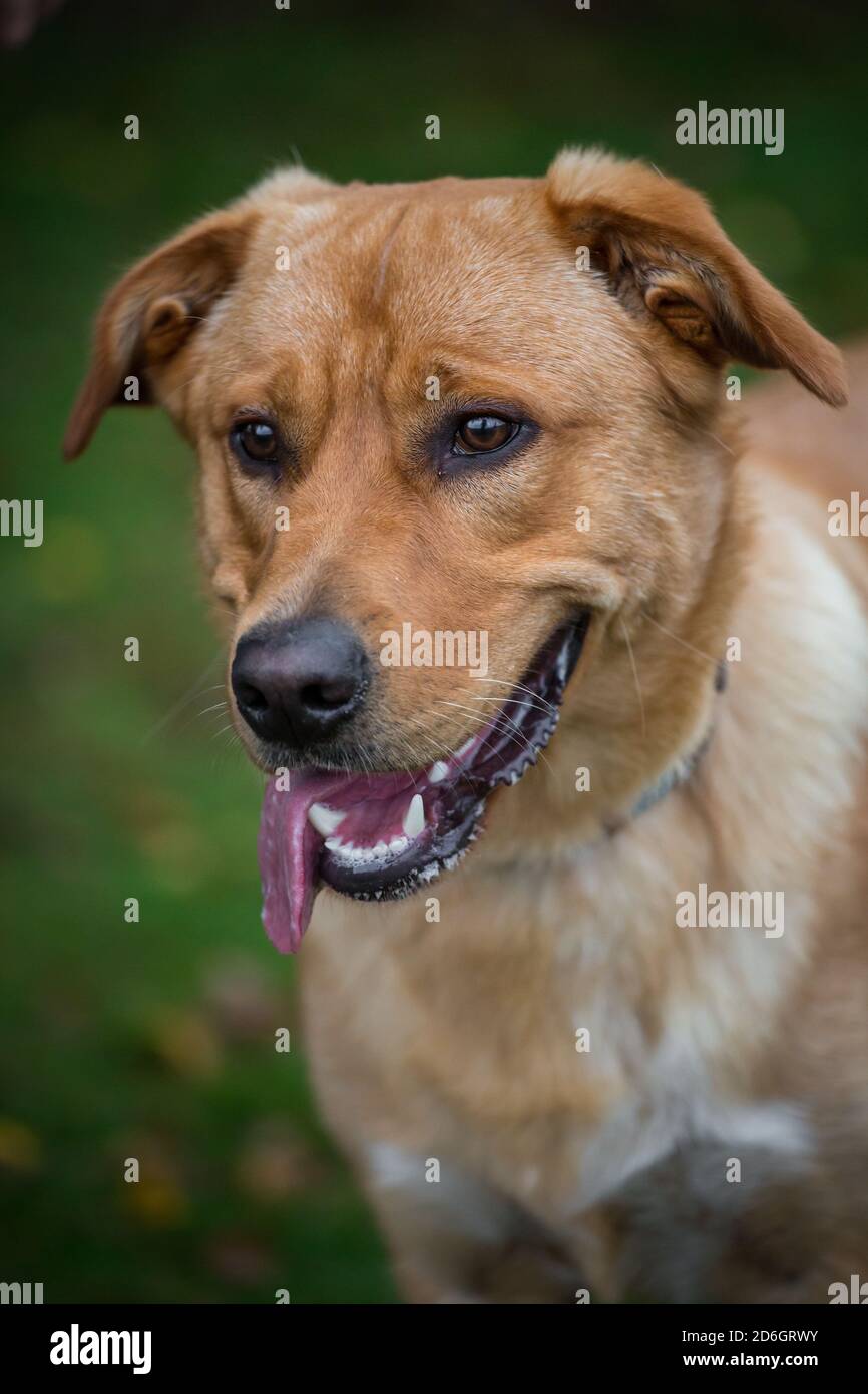 Dog panting hi-res stock photography and images - Alamy - Interbreed That Involve Dog Panting Passion Motivate