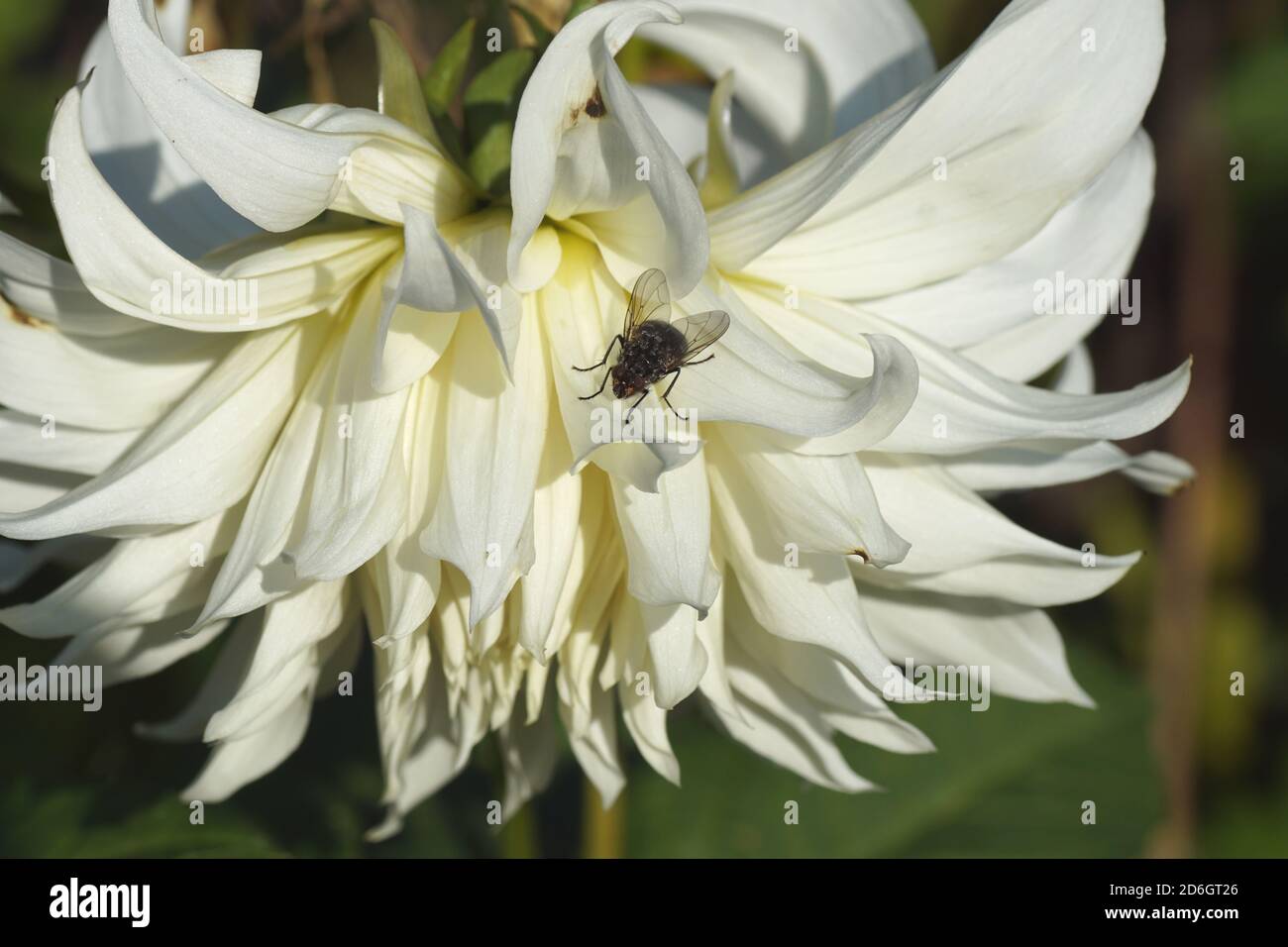 Single white dahlia bloom with a fly Polietes lardaria or Polietes meridionalis of the family House flies (Muscidae) in a Dutch garden in autumn. Stock Photo