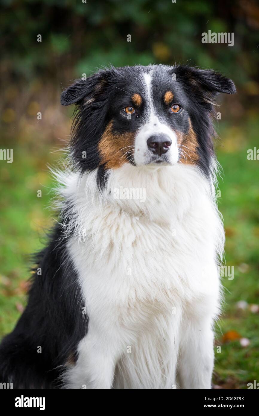 Tricolor Australian Shepherd Dog, head portrait Stock Photo