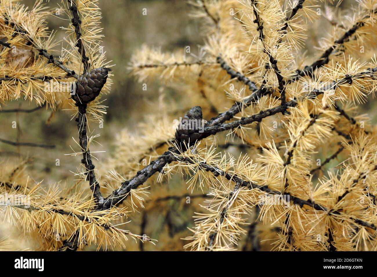 Close up of larch tree branches hi-res stock photography and images - Alamy
